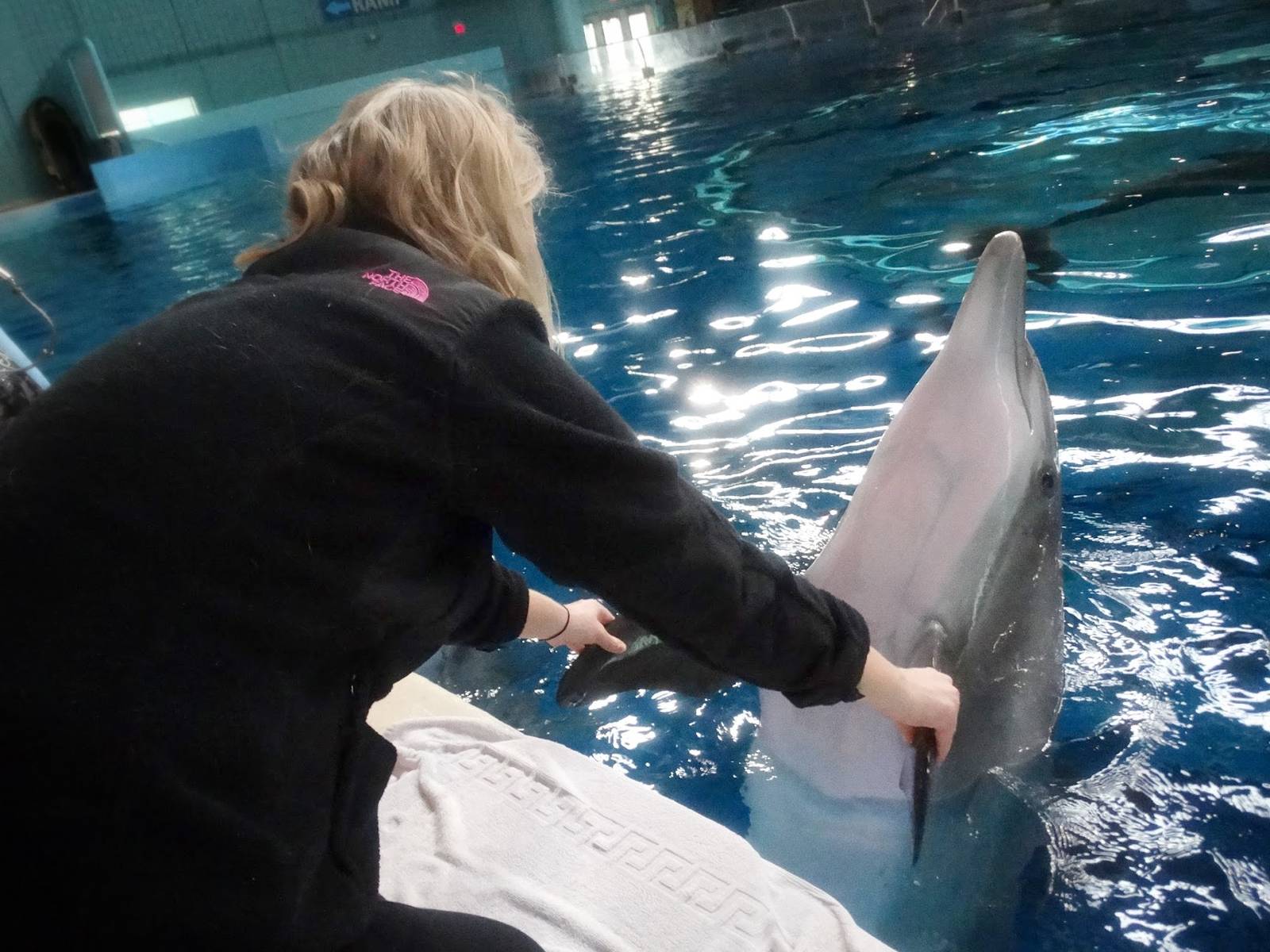 Jan. 2016 - Dolphin Pavilion - Dolphin Experience