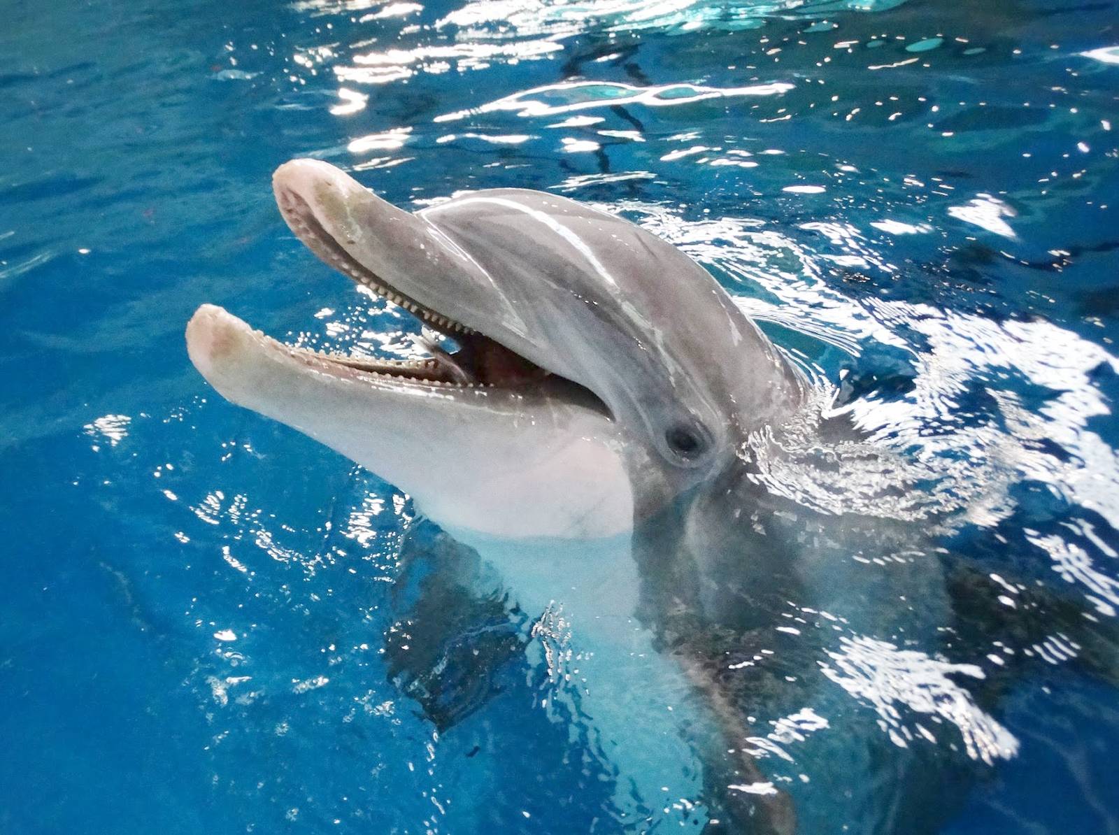 Jan. 2016 - Dolphin Pavilion - Dolphin Experience