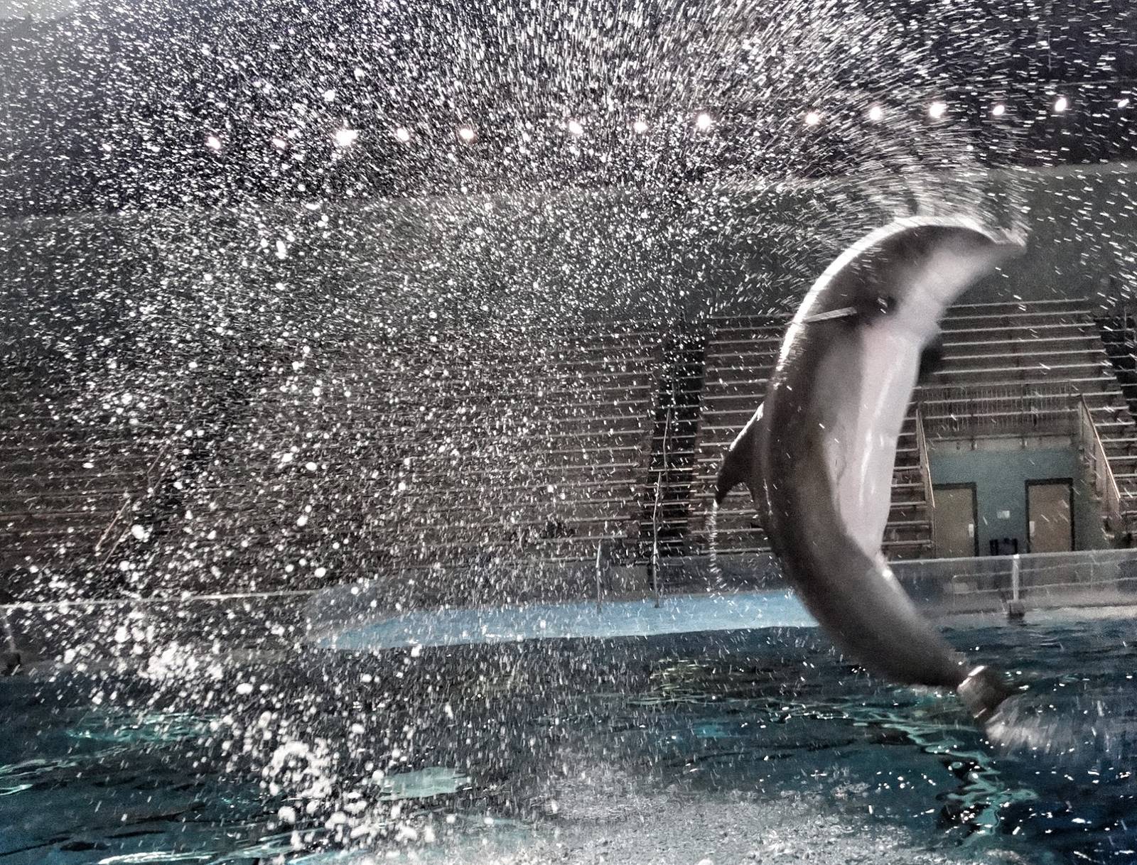 Jan. 2016 - Dolphin Pavilion - Dolphin Experience