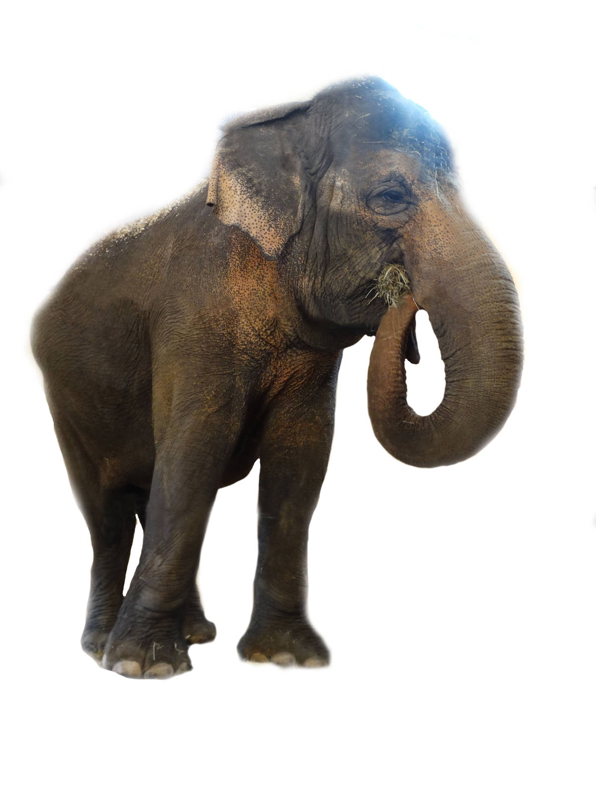 Jan. 2016 - Elephant House - Schottzie