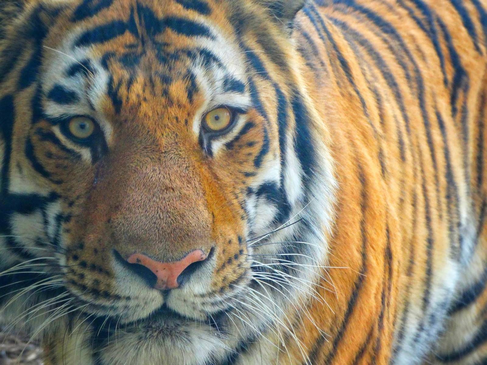 Jan. 2016 - Forests - Amur Tiger (Male)