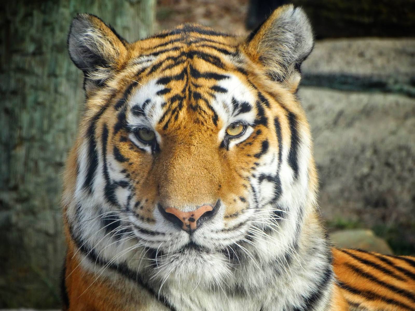 Jan. 2016 - Forests - Amur Tiger