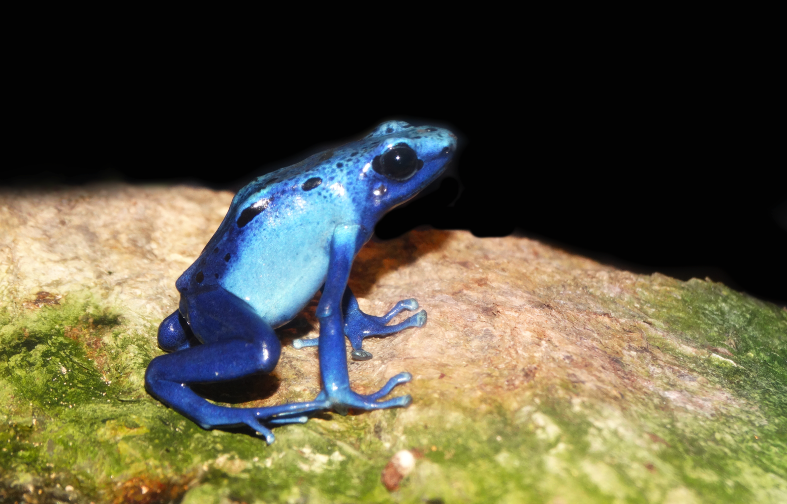 Jan. 2016 - Frog Bog - Blue Poison Dart Frog