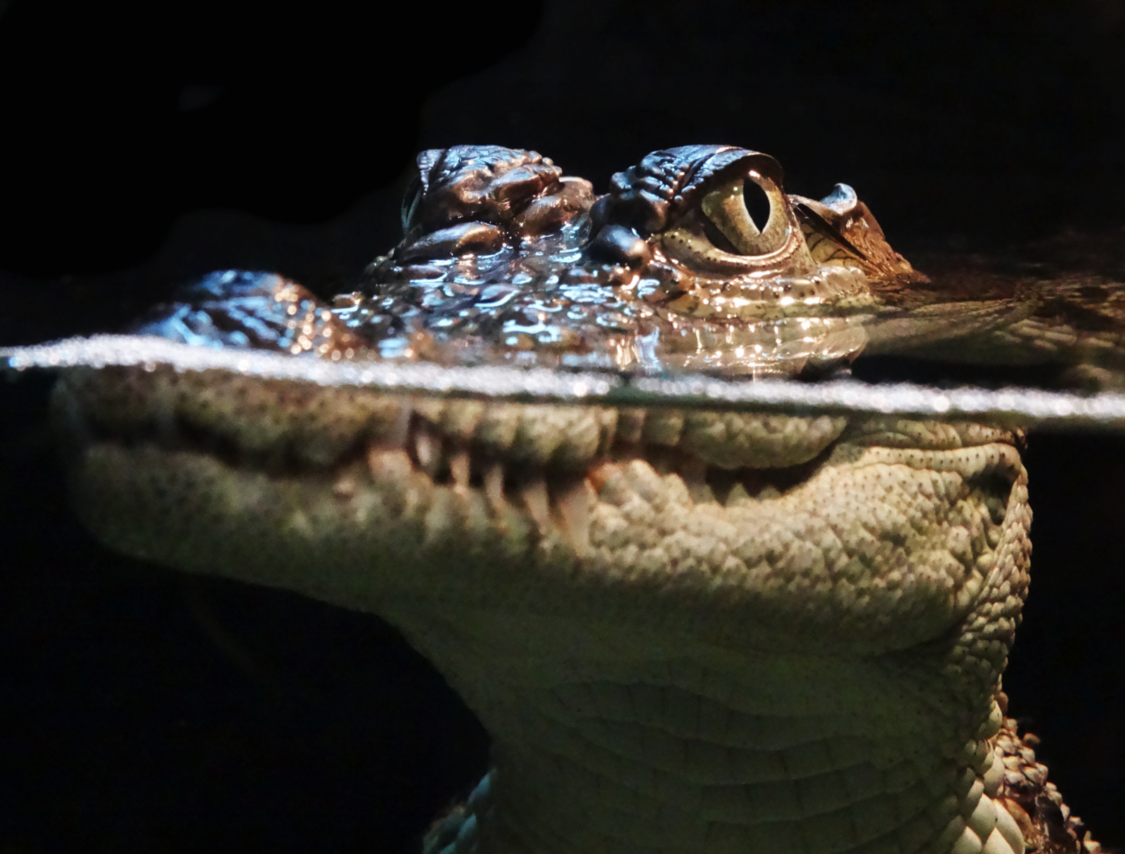 Jan. 2016 - Gator Alley - Mugger Crocodile