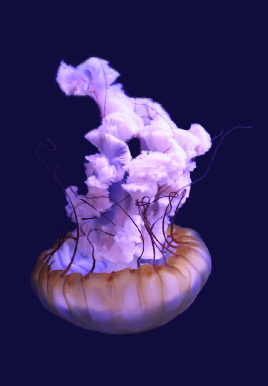 Jan. 2016 - Jellyfish Gallery - Pacific Sea Nettle