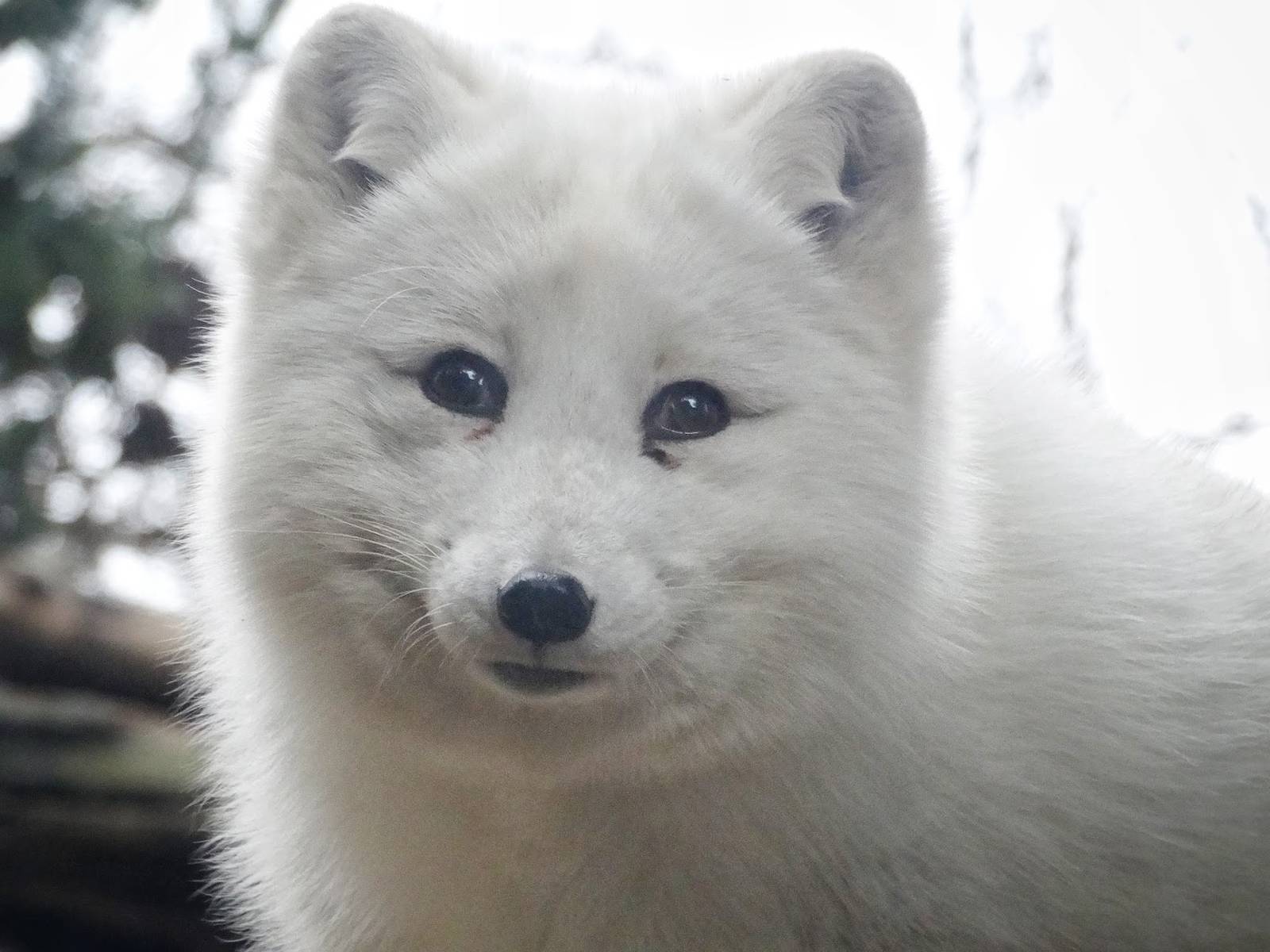 Jan. 2016 - Lords of the Arctic - Fifi