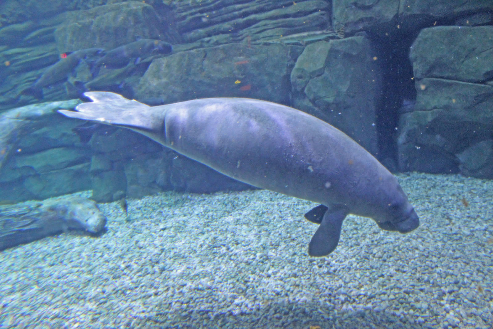 Jan. 2016 - Manatee Springs - BamBam