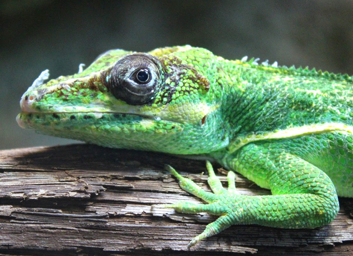 Jan. 2016 - Manatee Springs - Knight Anole