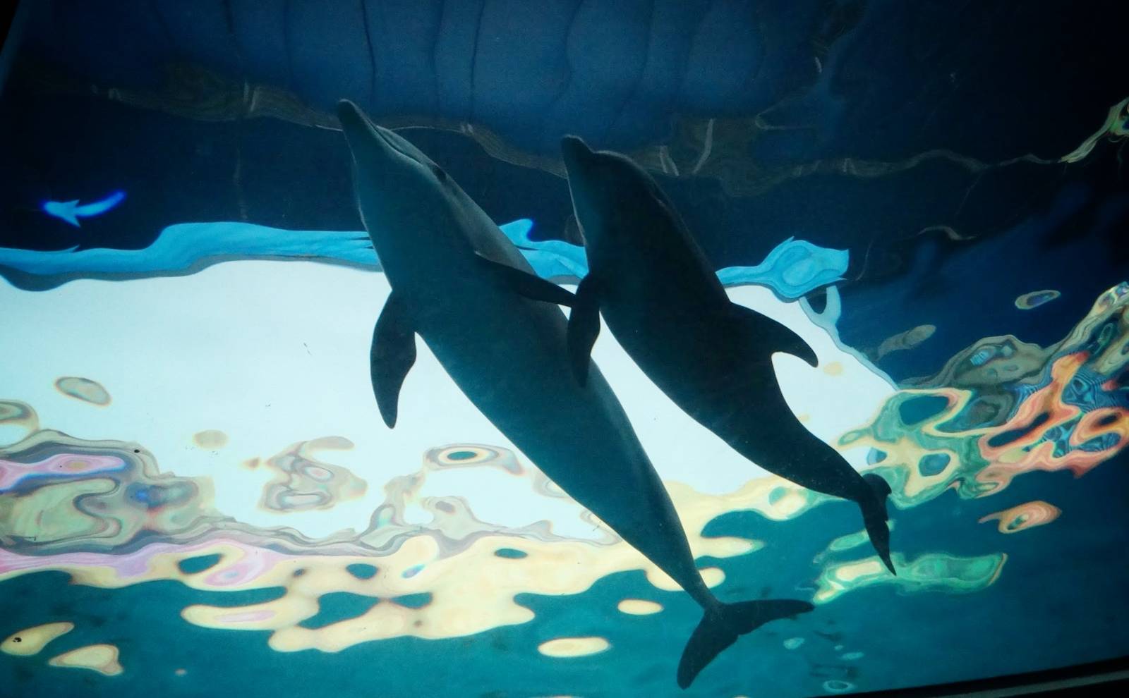 Jan. 2016 - Oceans - Dolphin Pavilion