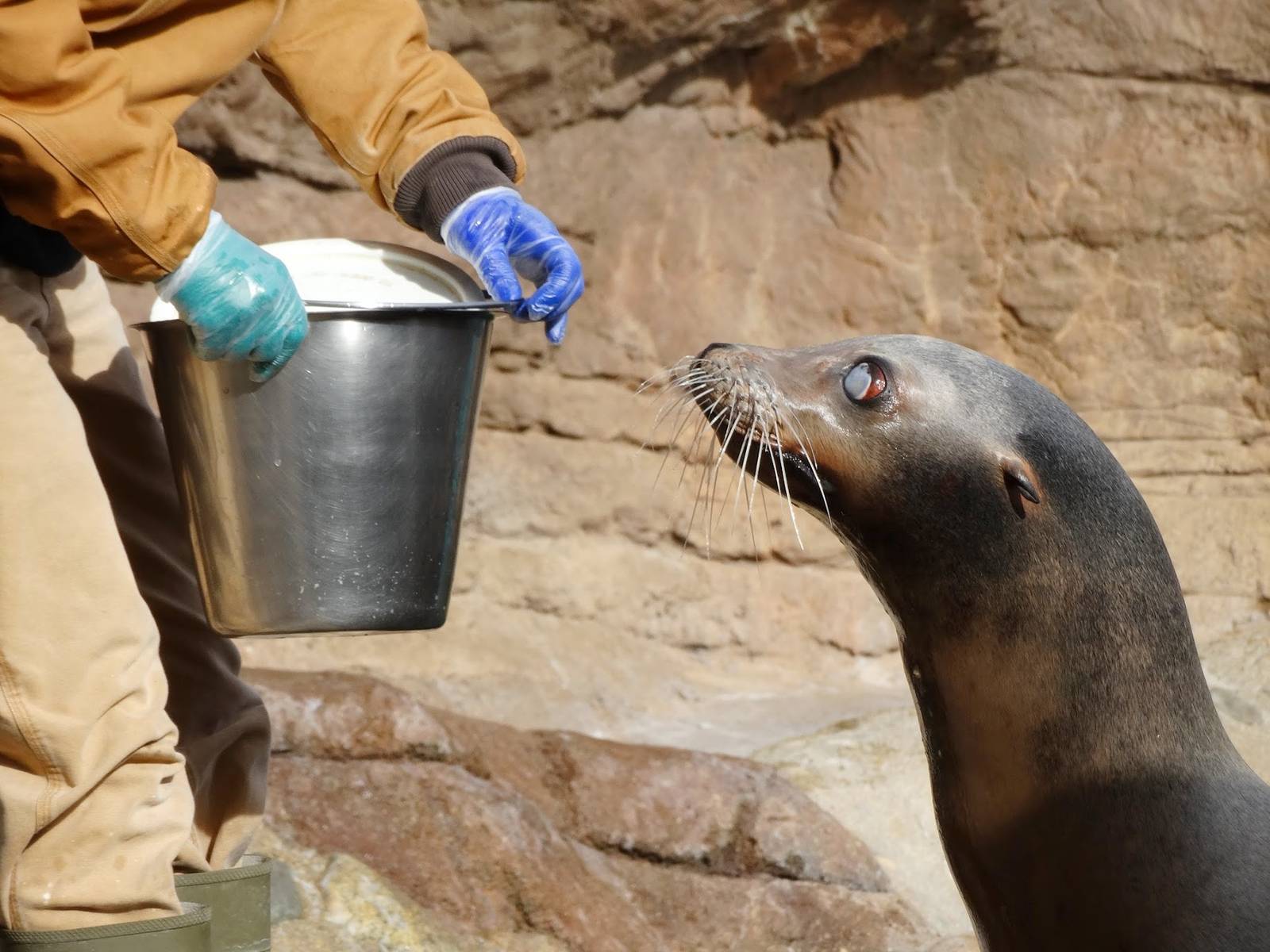 Jan. 2016 - Oceans - Sea Lion Feeding