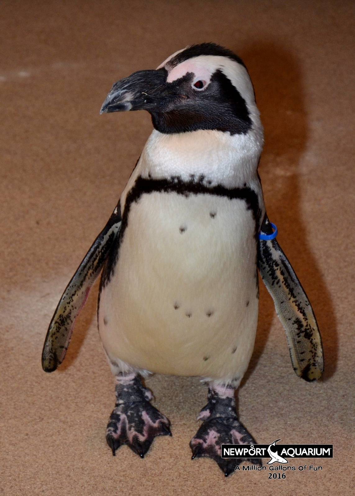 Jan. 2016 - Penguin Encounter - Blueberry