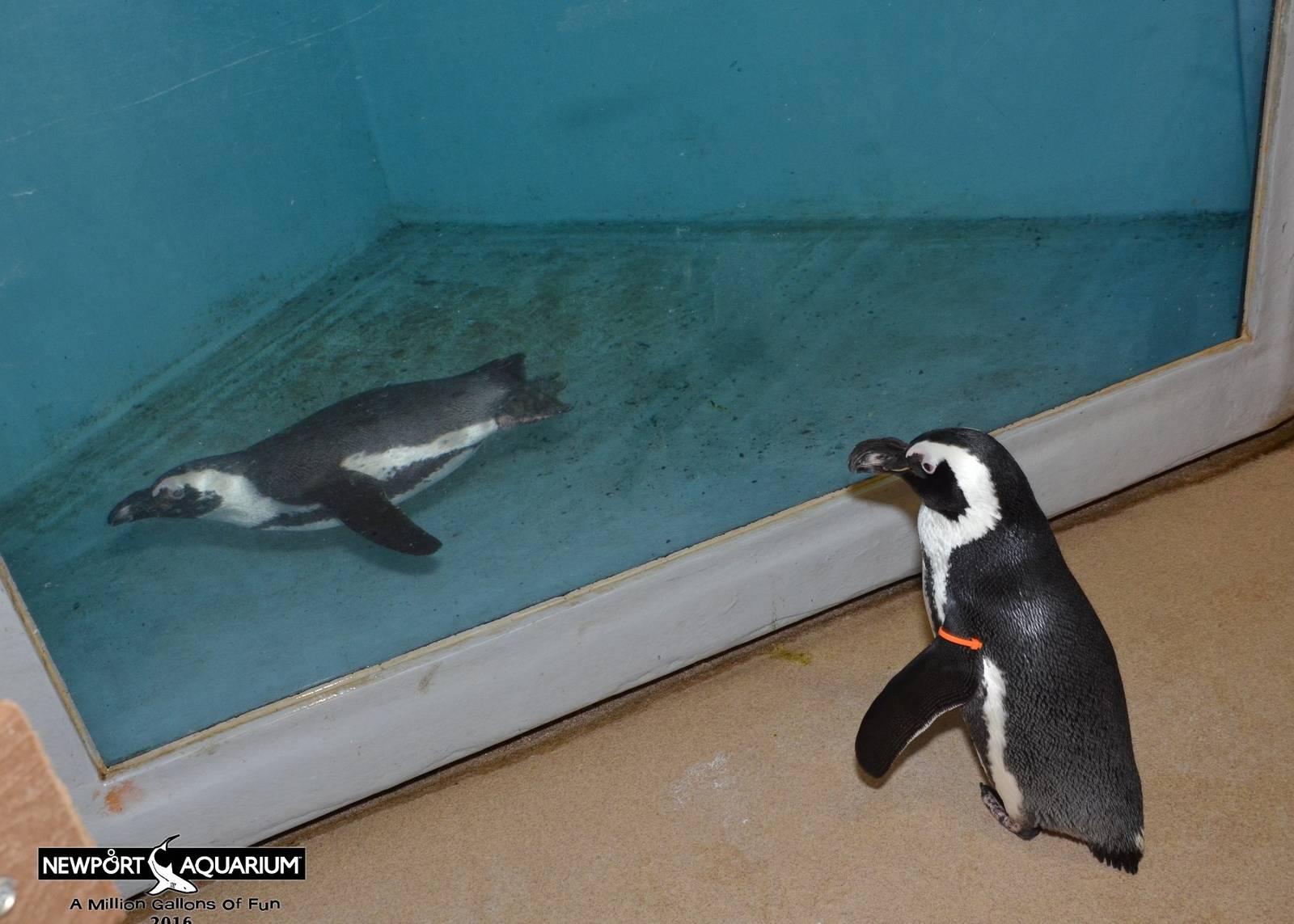 Jan. 2016 - Penguin Encounter - Simon Watching Her Swim