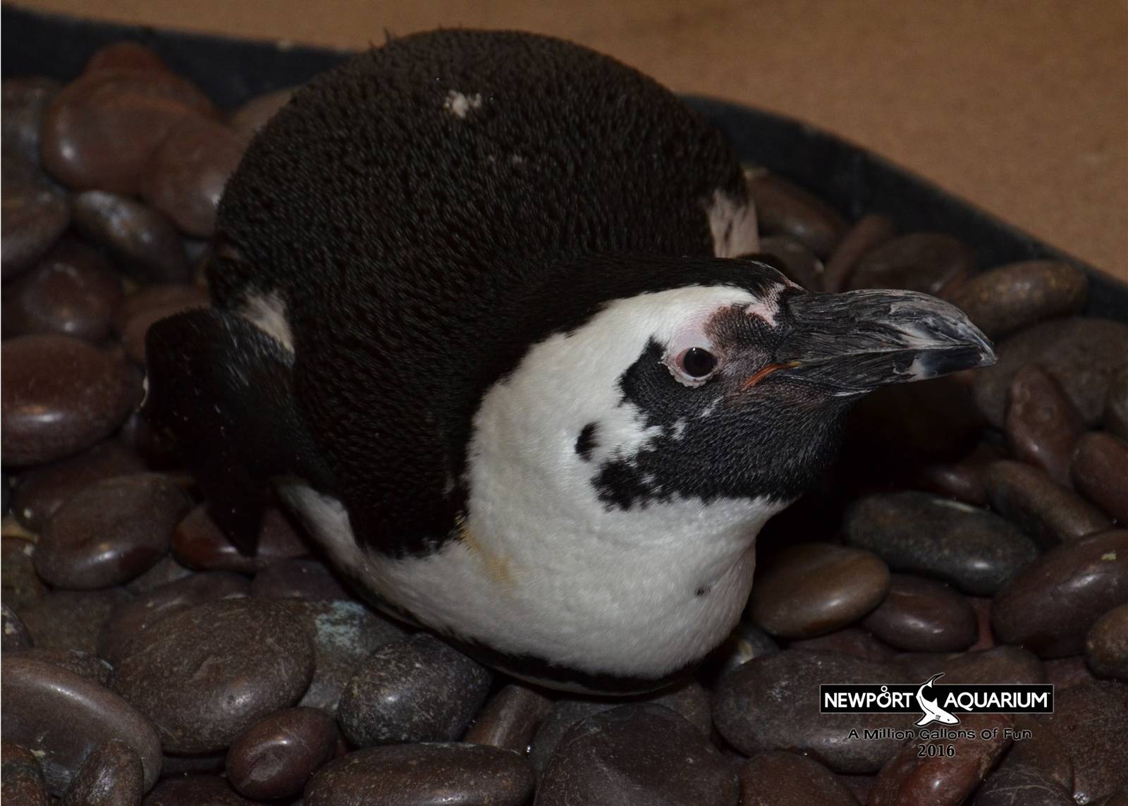 Jan. 2016 - Penguin Encounter - Speckles