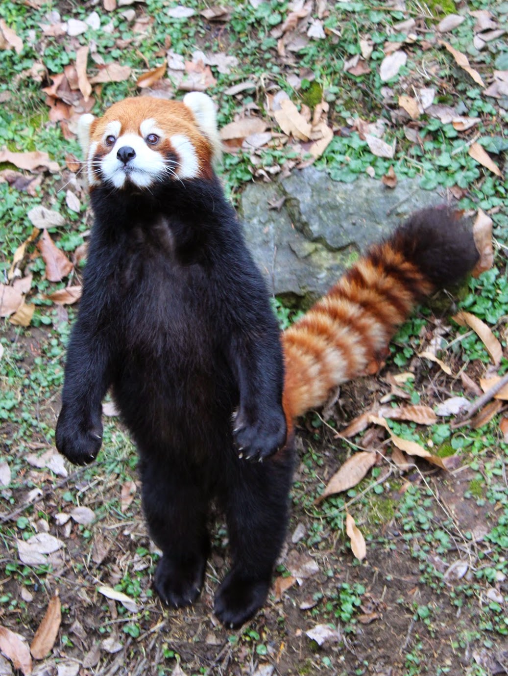 Jan. 2016 - Red Panda Cub