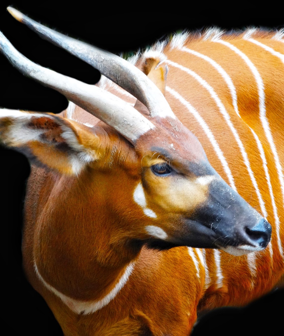 Jan. 2016 - Rhino Reserve - Eastern Bongo