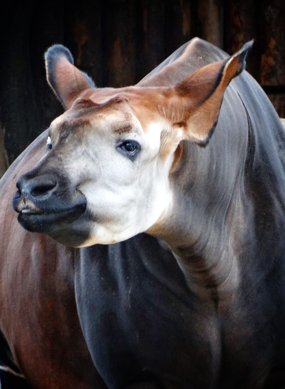 Jan. 2016 - Rhino Reserve - Kuvua