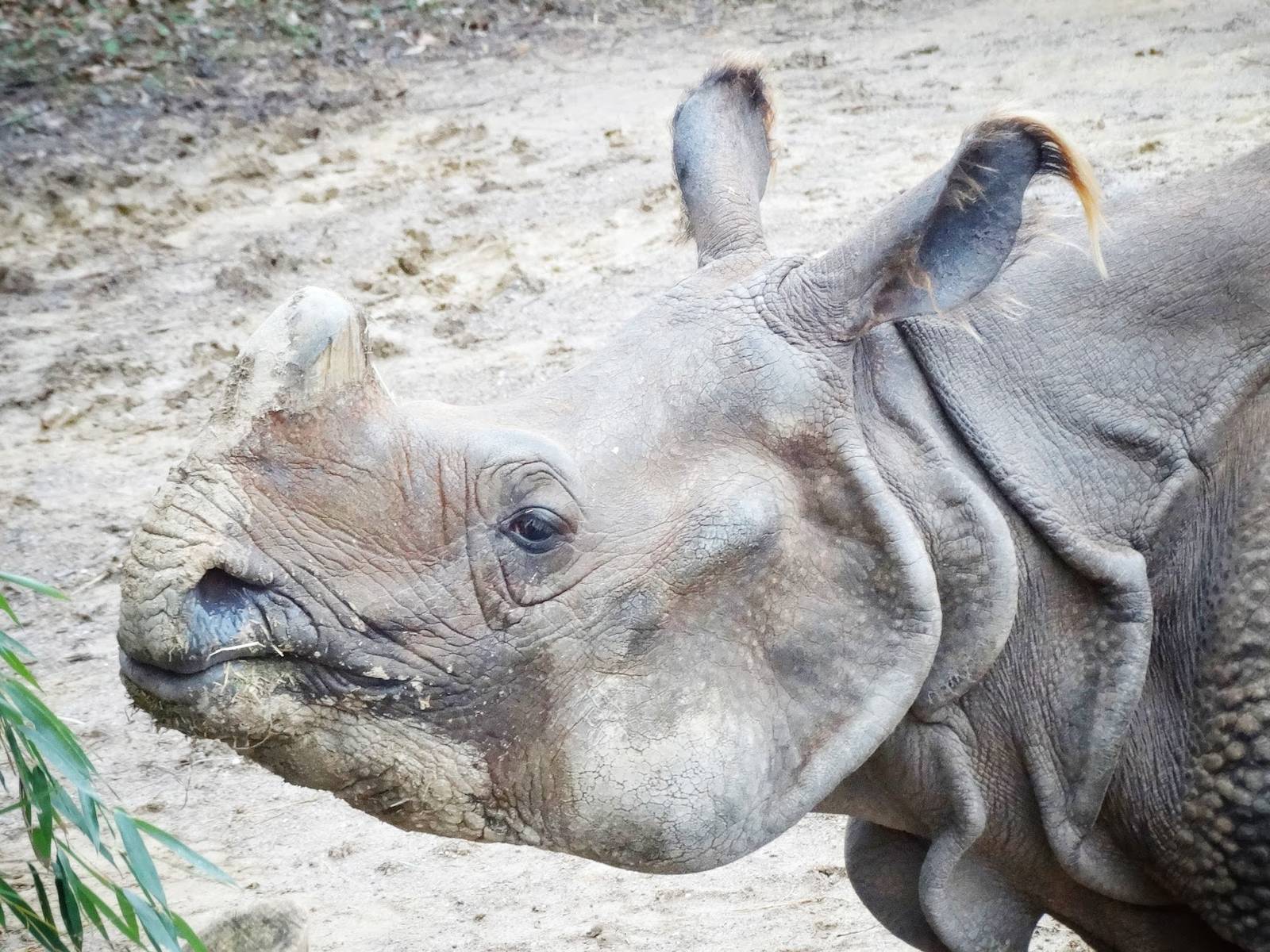 Jan. 2016 - Rhino Reserve - Manjula