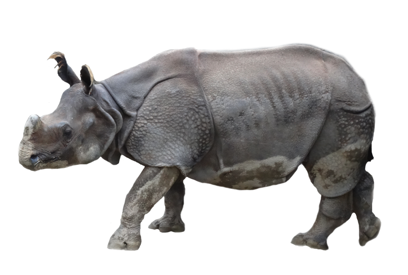 Jan. 2016 - Rhino Reserve - Manjula