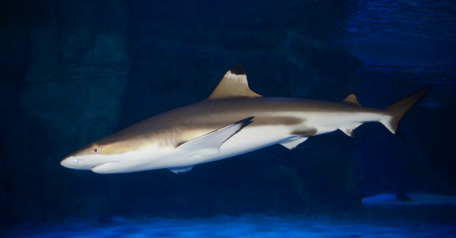 Jan. 2016 - Surrounded by Sharks - Blacktip