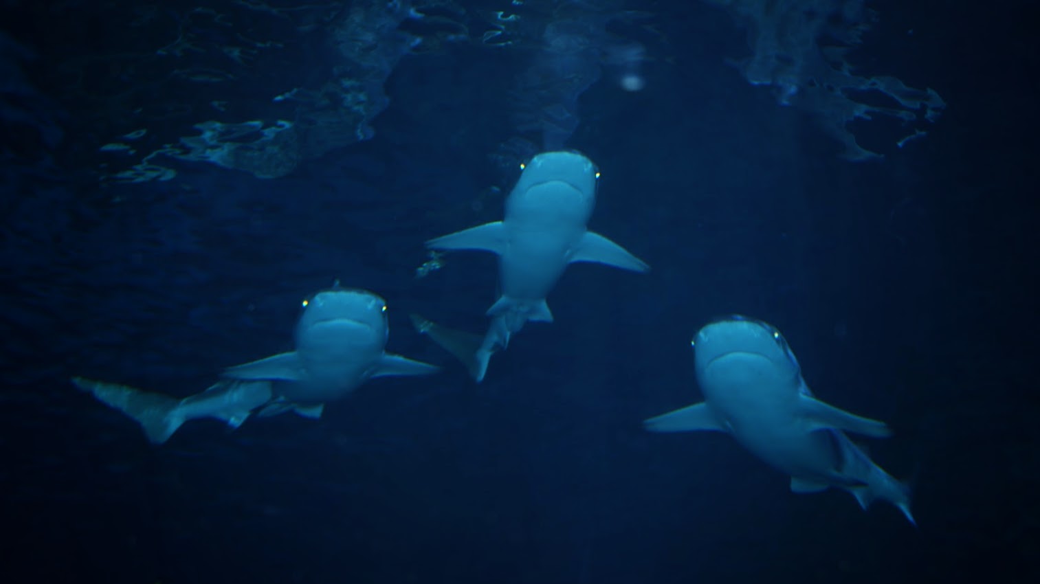 Jan. 2016 - Surrounded by Sharks - Blacktips