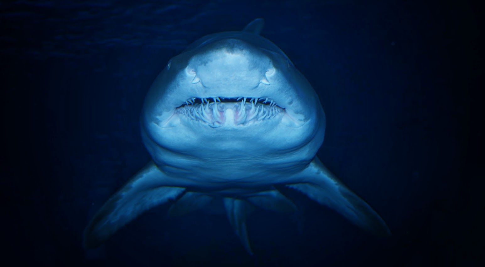 Jan. 2016 - Surrounded by Sharks - Sand Tiger