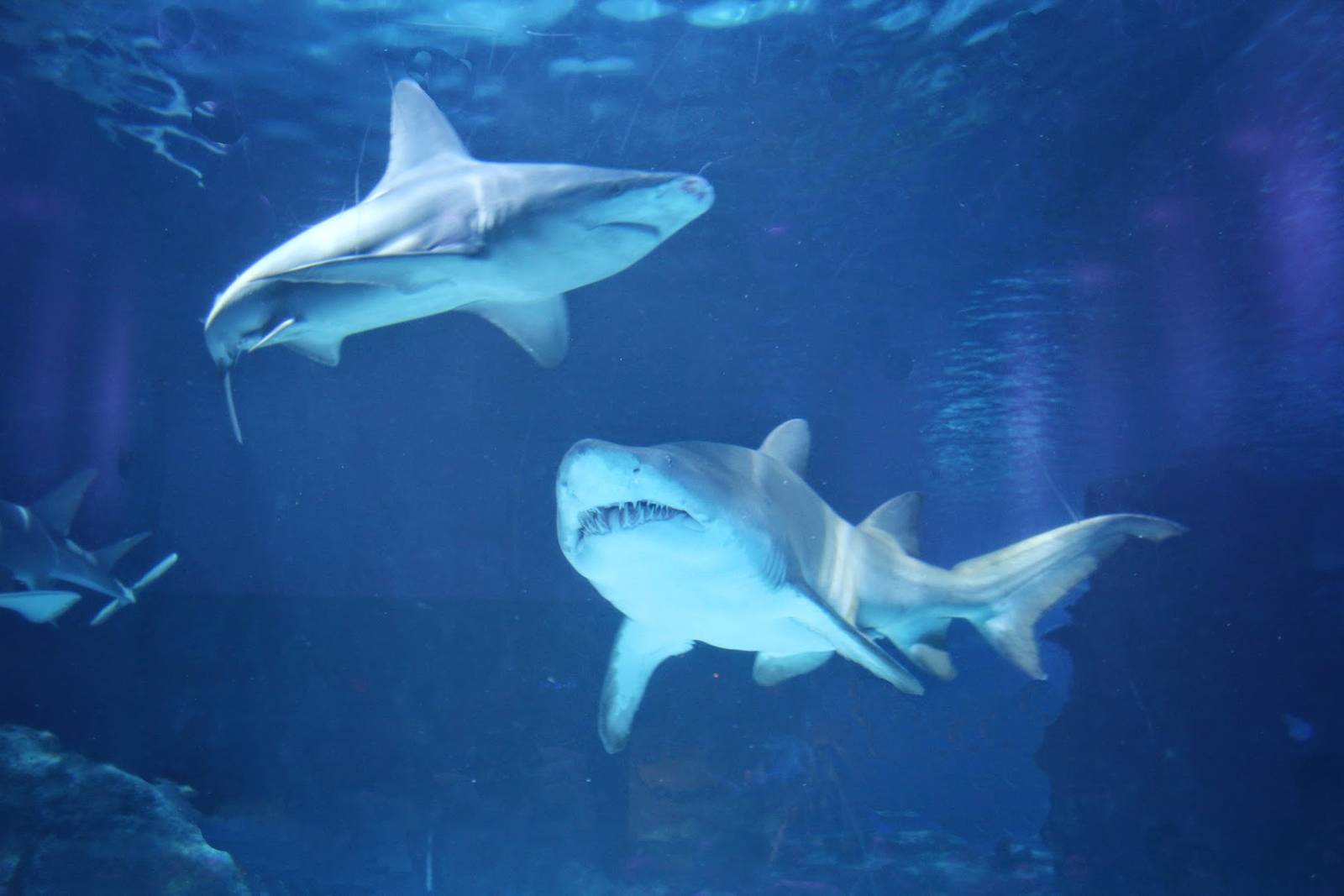 Jan. 2016 - Surrounded by Sharks - Sandbar + Sand Tiger