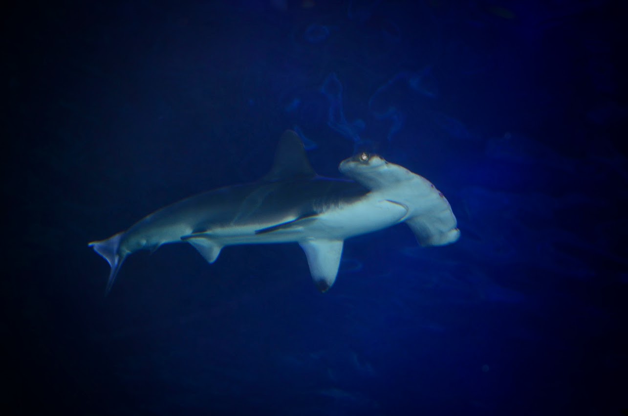 Jan. 2016 - Surrounded by Sharks - Yellow - Scalloped Hammerhead Shark