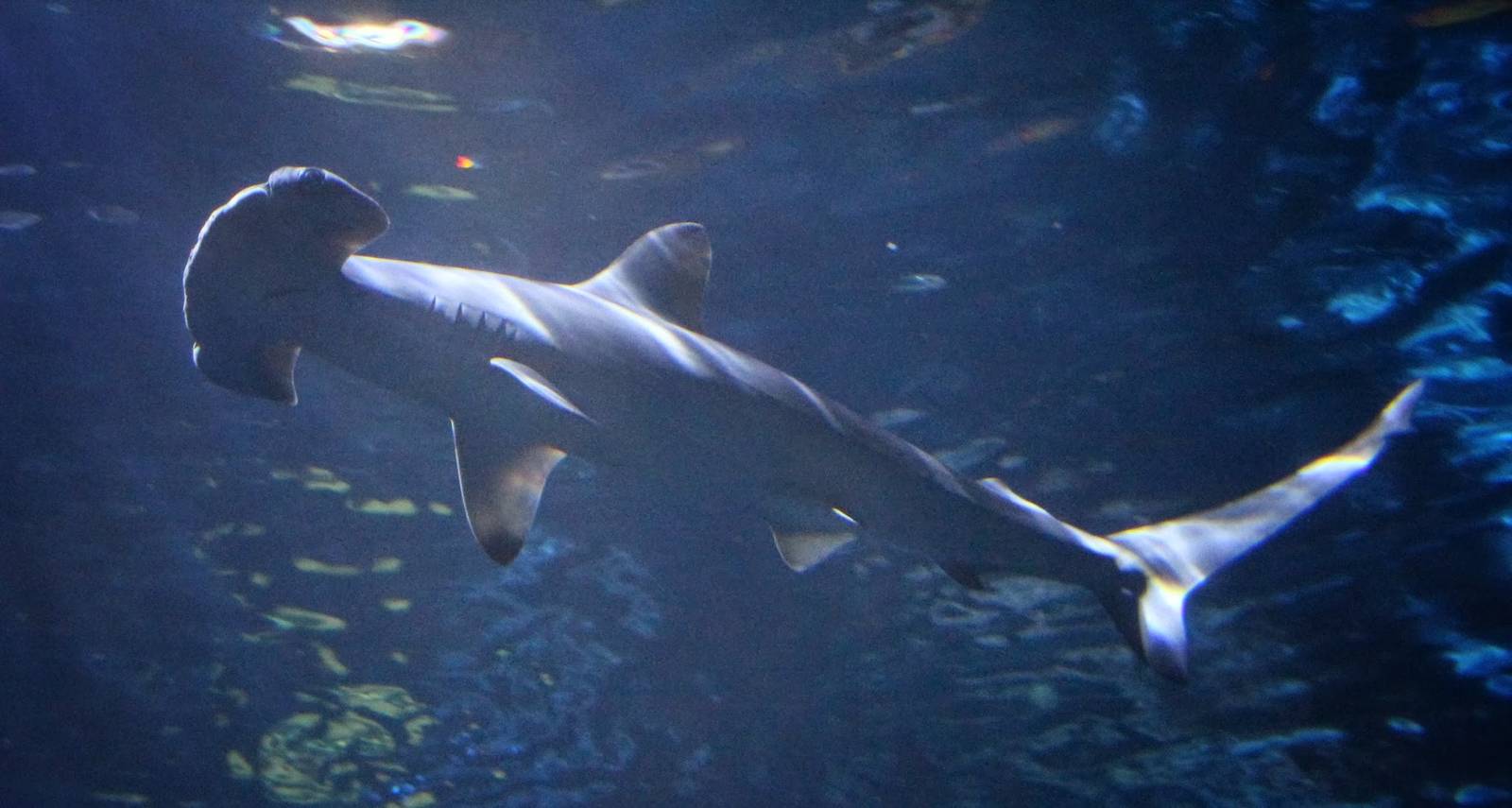 Jan. 2016 - Surrounded by Sharks - Yellow - Scalloped Hammerhead Shark