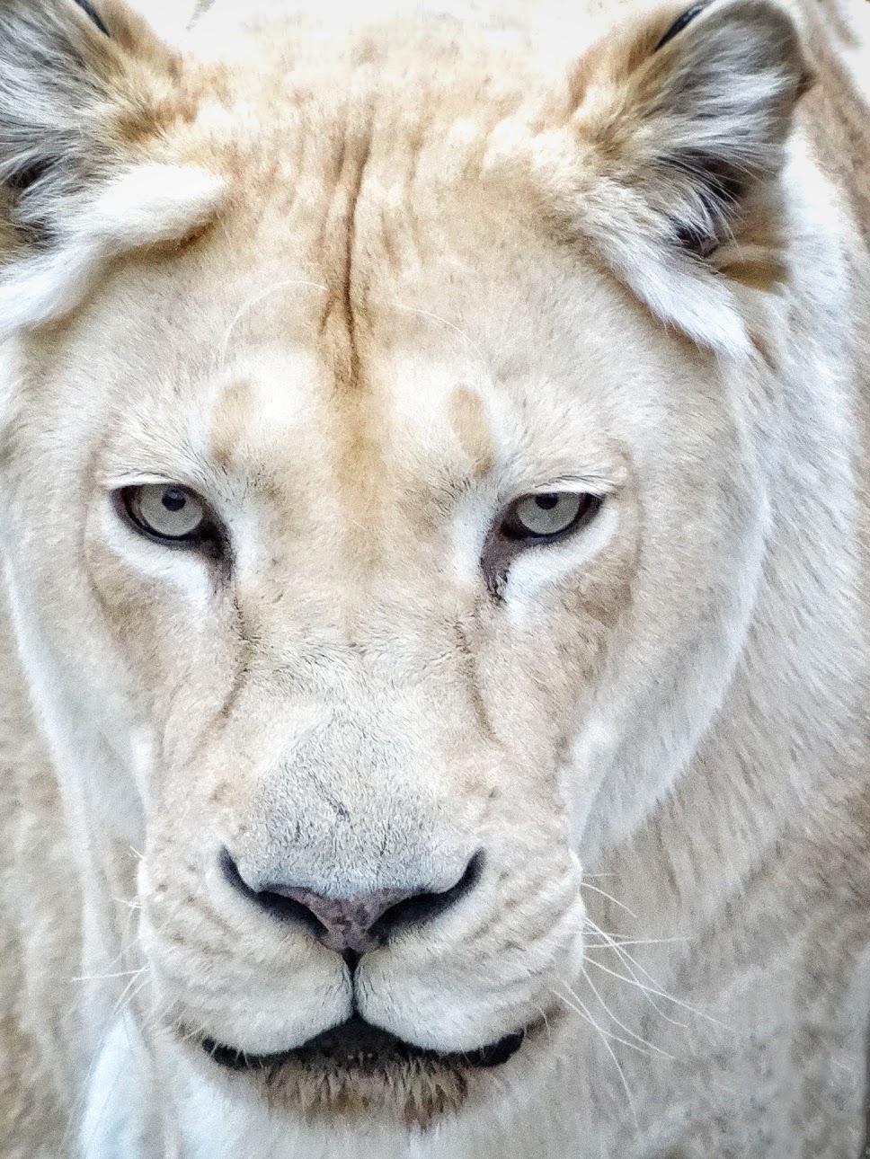 Jan. 2016 - White Lions of Timbavati - Prosperity