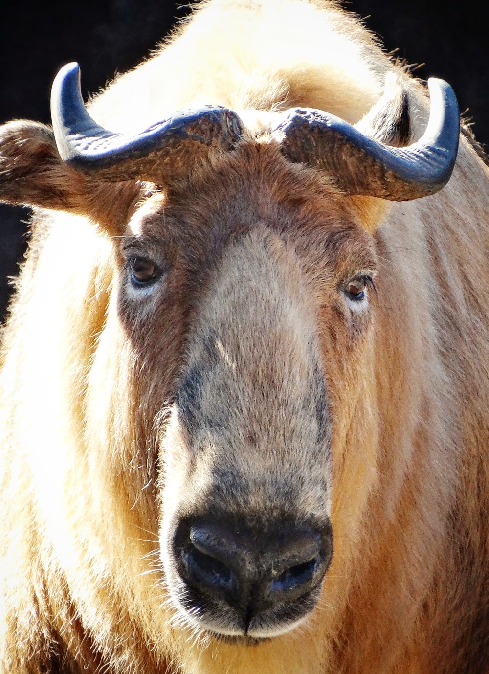 Jan. 2016 - Wildlife Canyon - Sally