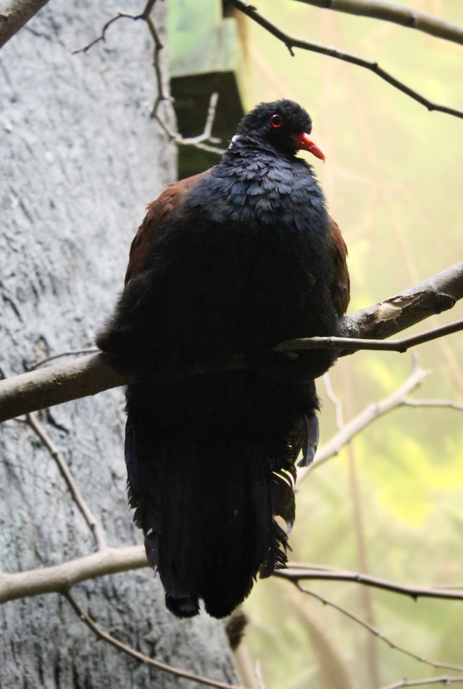 Jan. 2016 - Wings of the World - White-naped Pheasant Pigeon