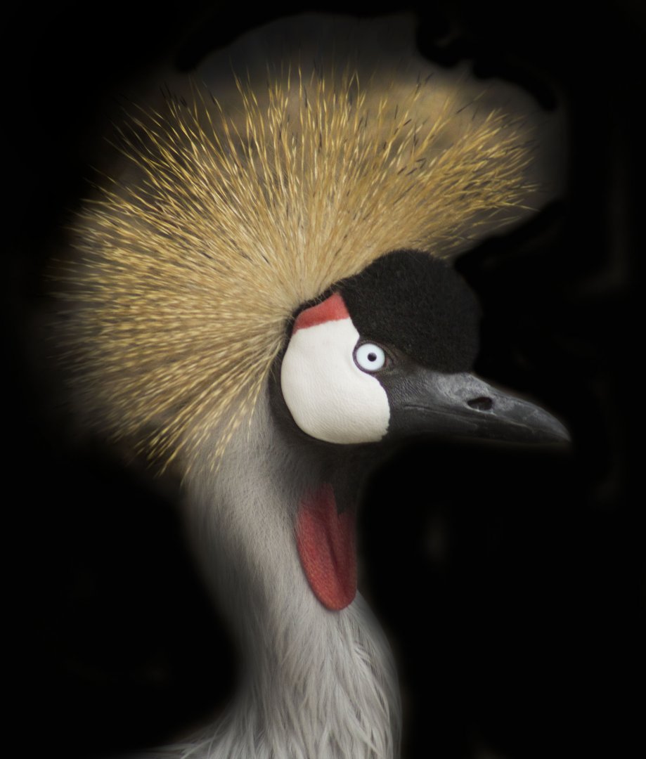 Jan. 2017 - Africa - Grey Crowned Crane