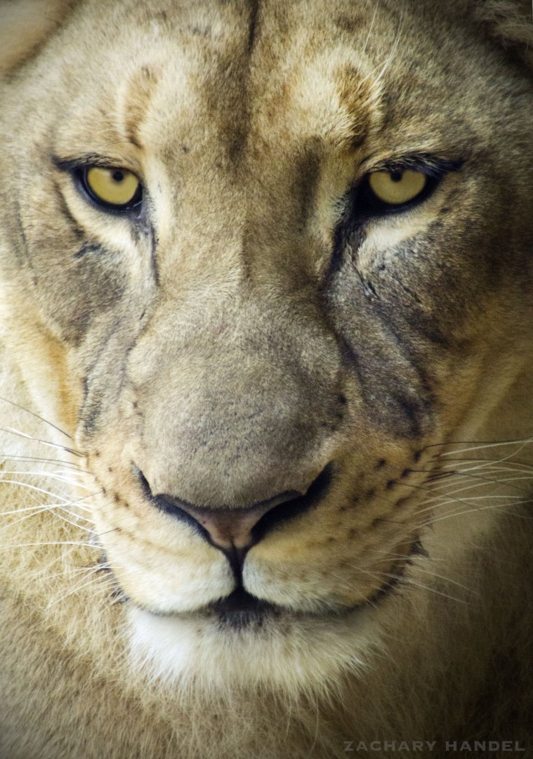 Jan. 2017 - Africa - Lioness