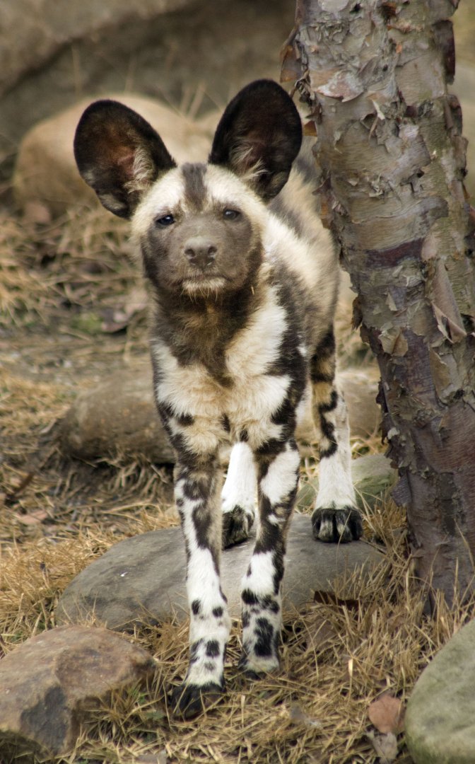 Jan. 2017 - Africa - Painted Dog Pup