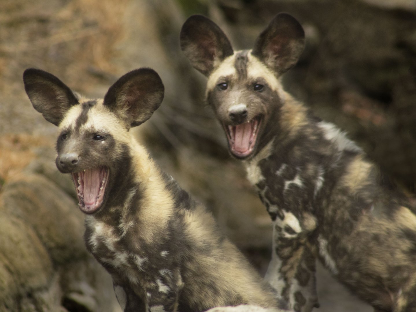 Jan. 2017 - Africa - Painted Dog Pups