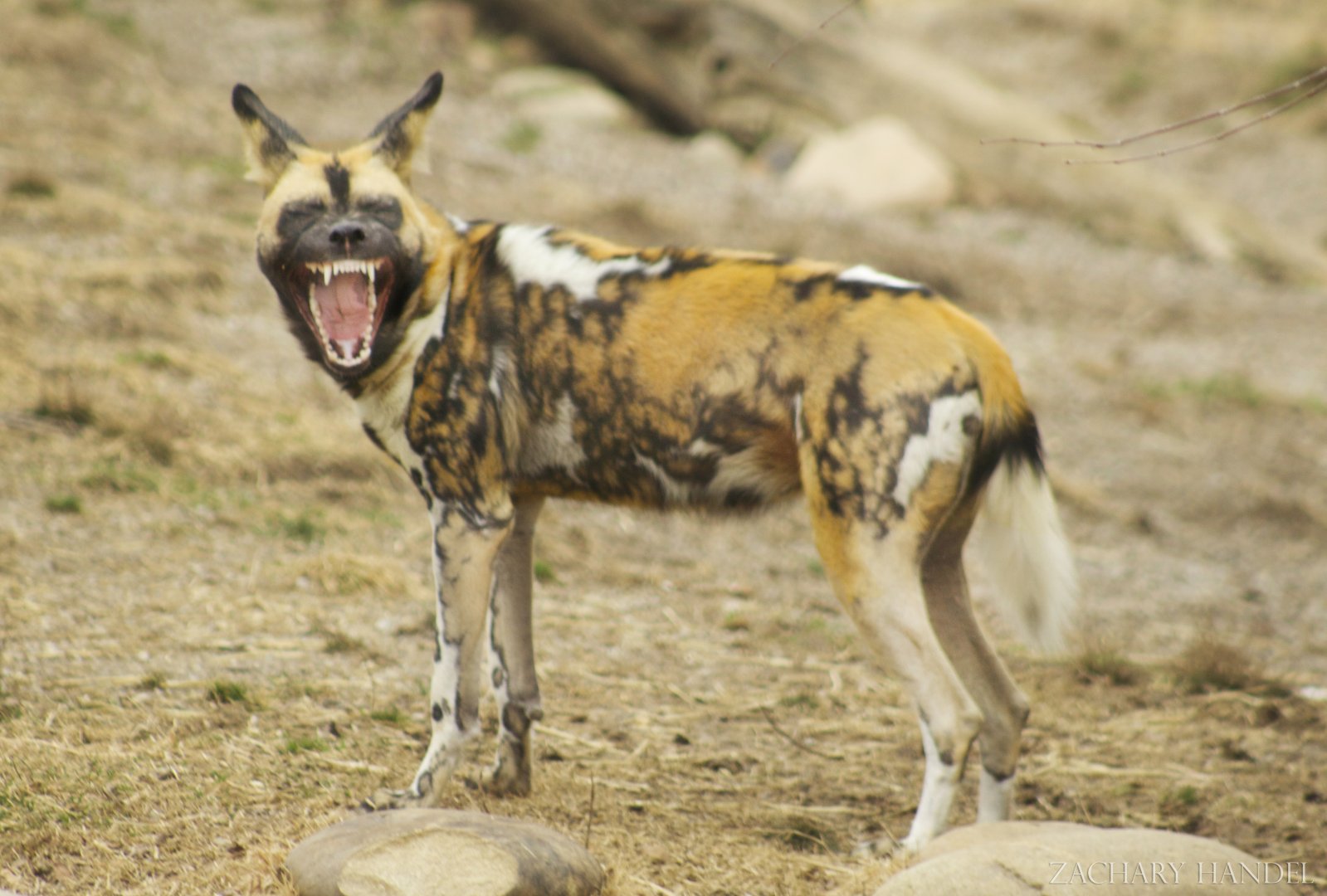 Jan. 2017 - Africa - Painted Dog