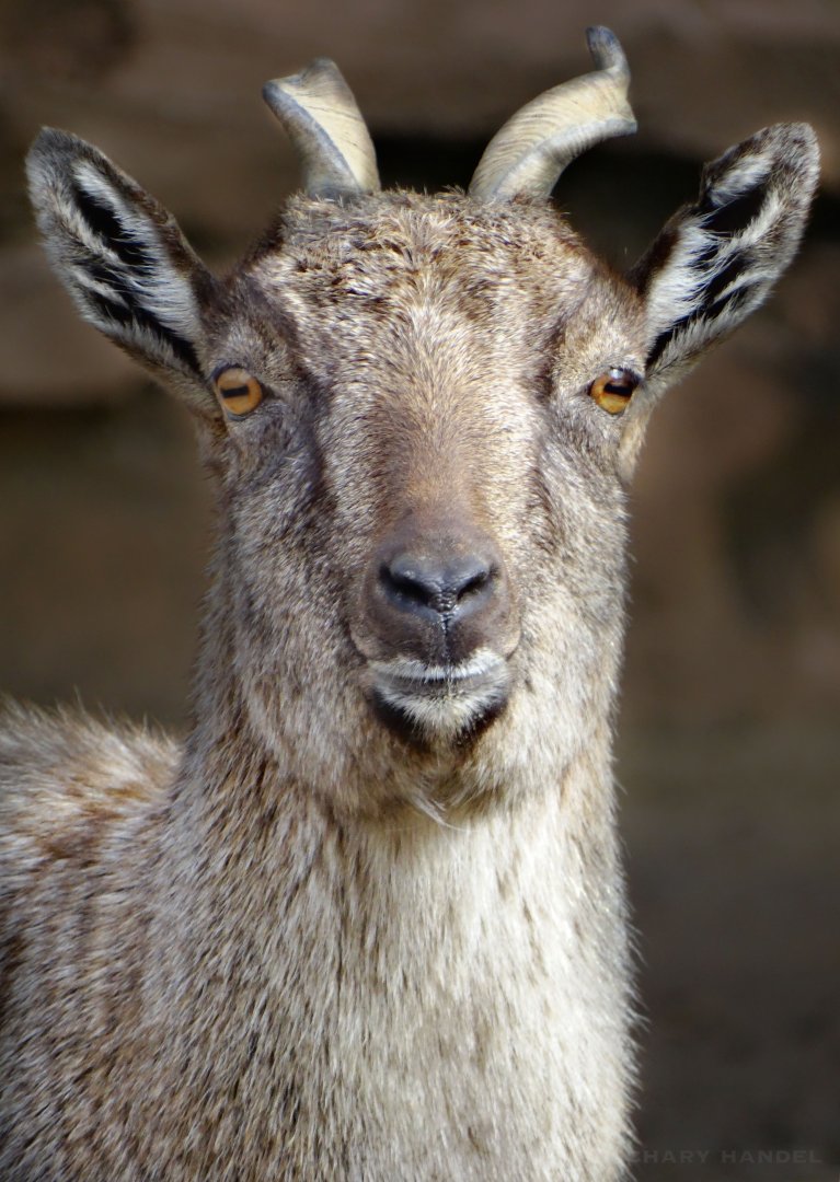 Jan. 2017 - Asia - Quest - Female Markhor