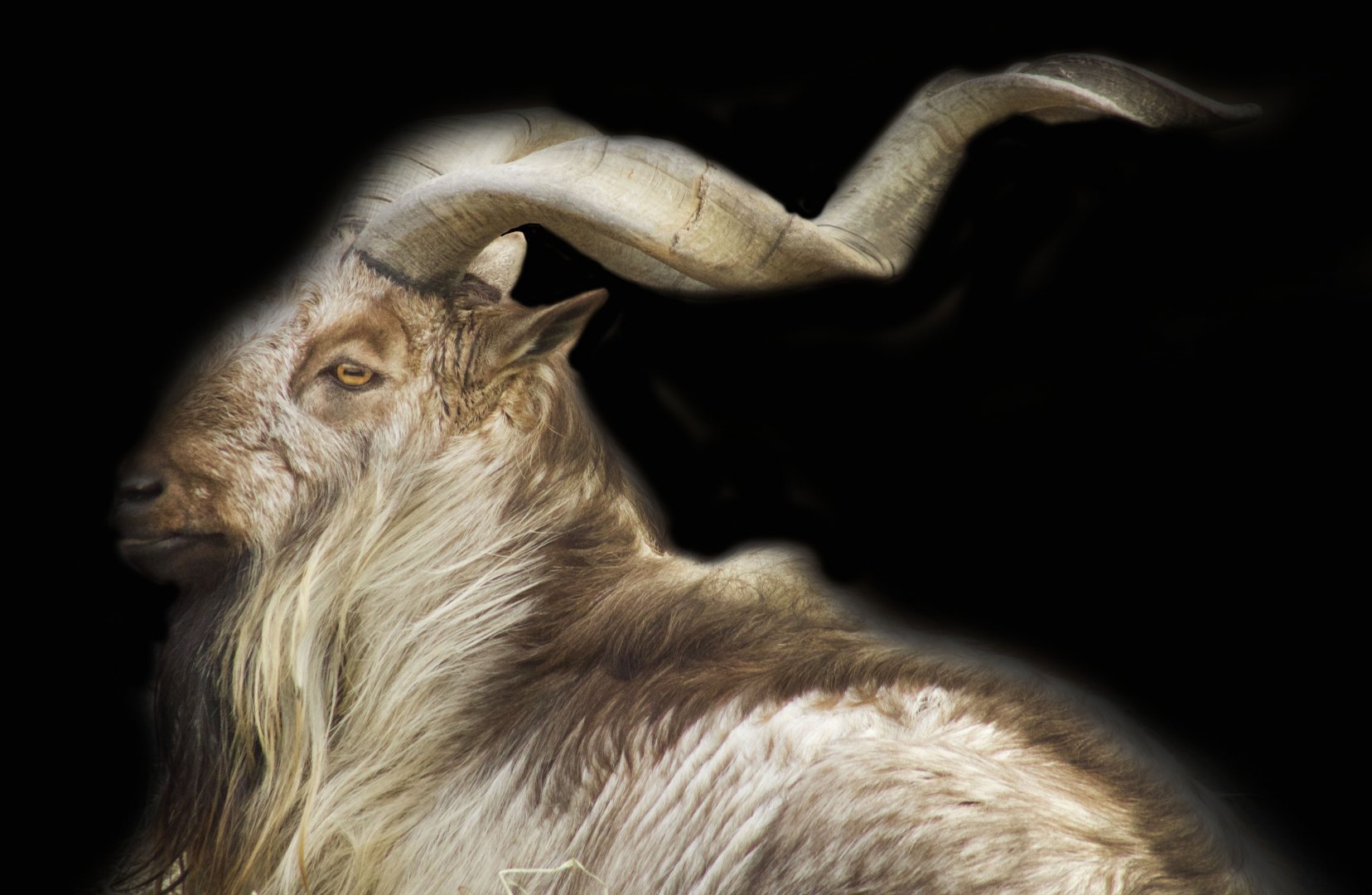 Jan. 2017 - Asia Quest - Markhor Male