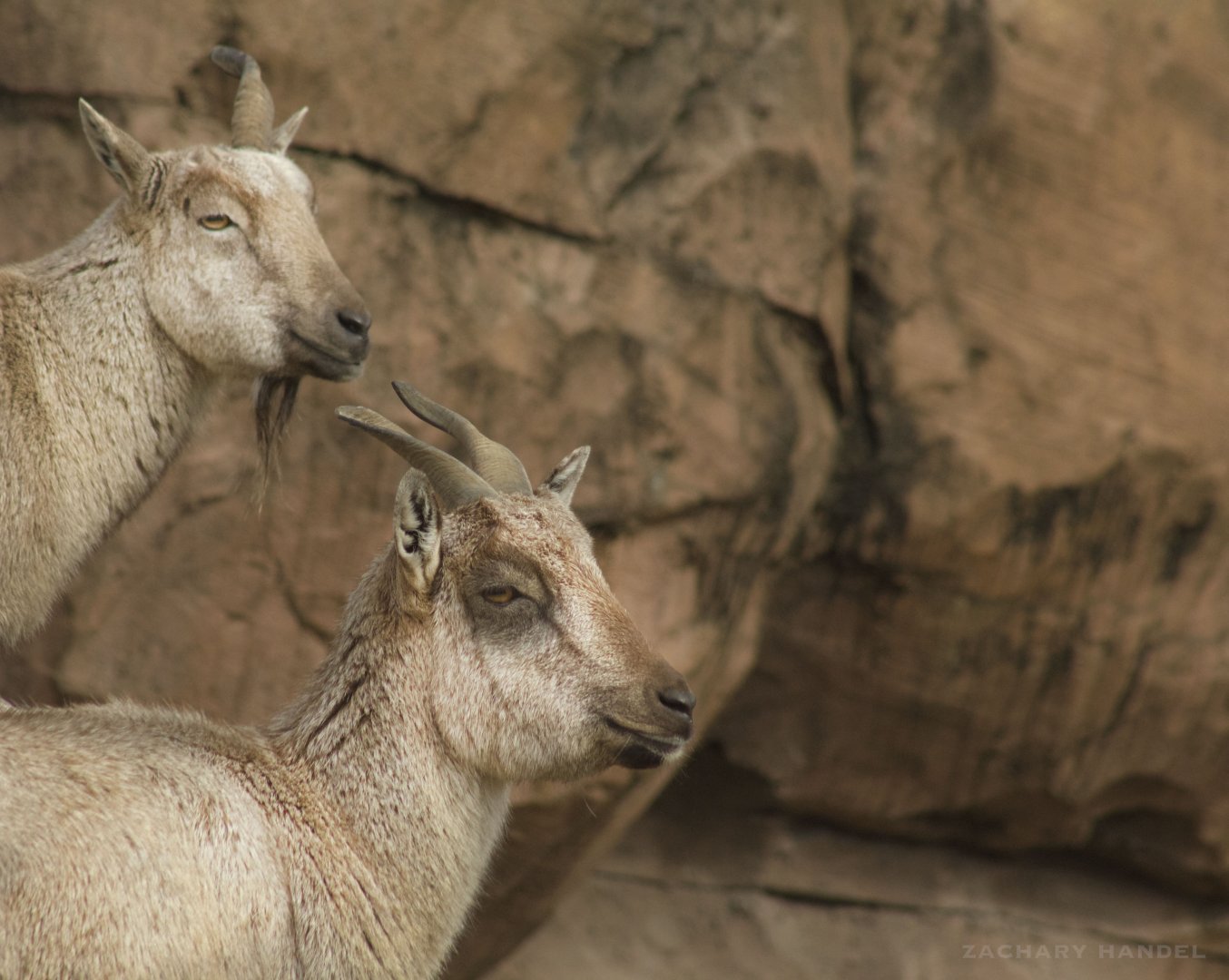 Jan. 2017 - Asia Quest - Markhors