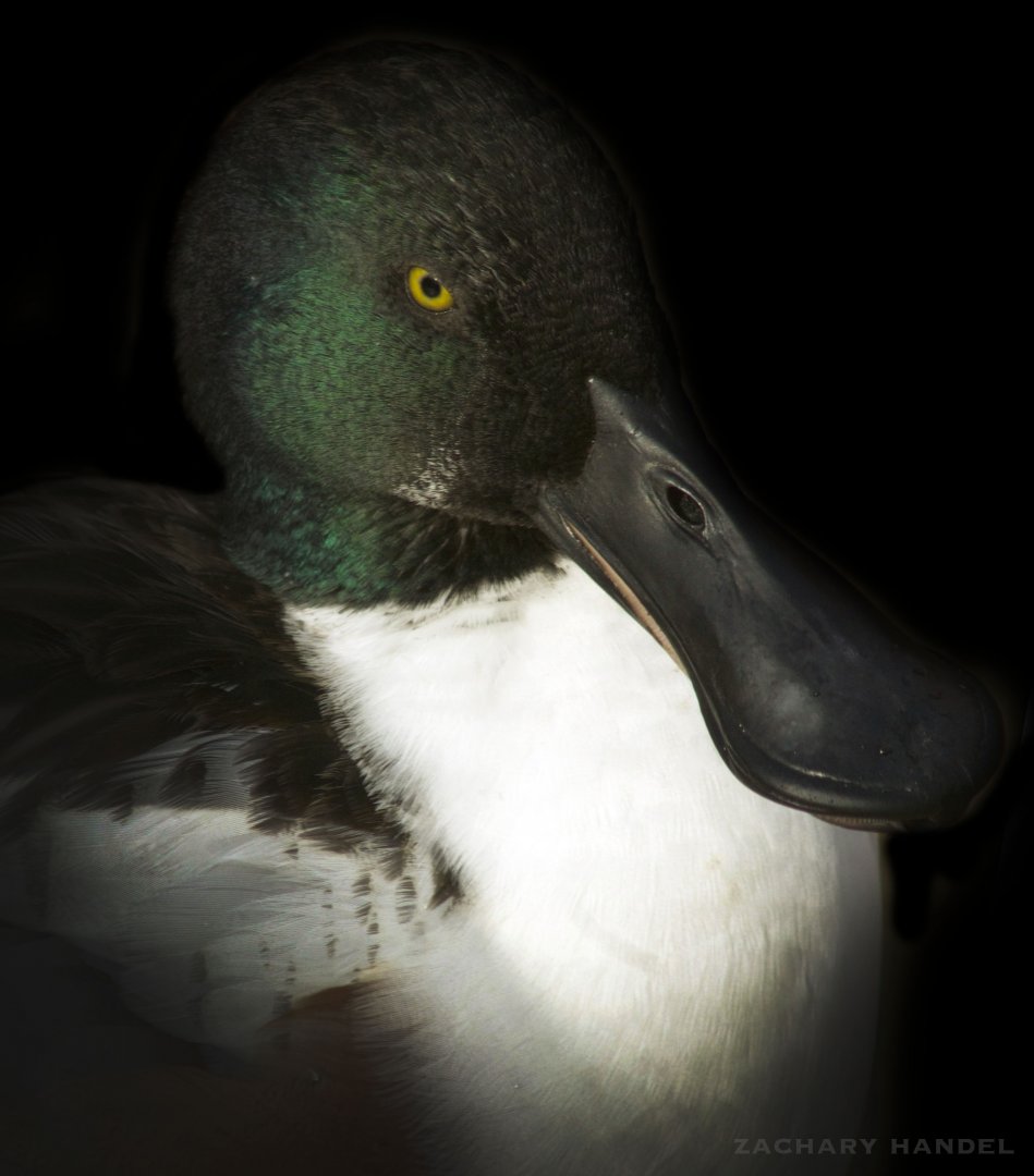 Jan. 2017 - Asia Quest - Pheasant Aviary - Northern Shoveler