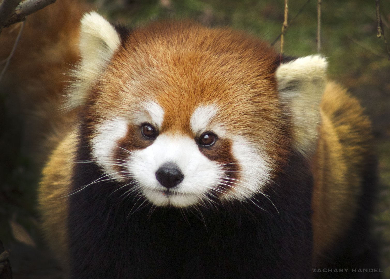 Jan. 2017 - Asia Quest - Red Panda