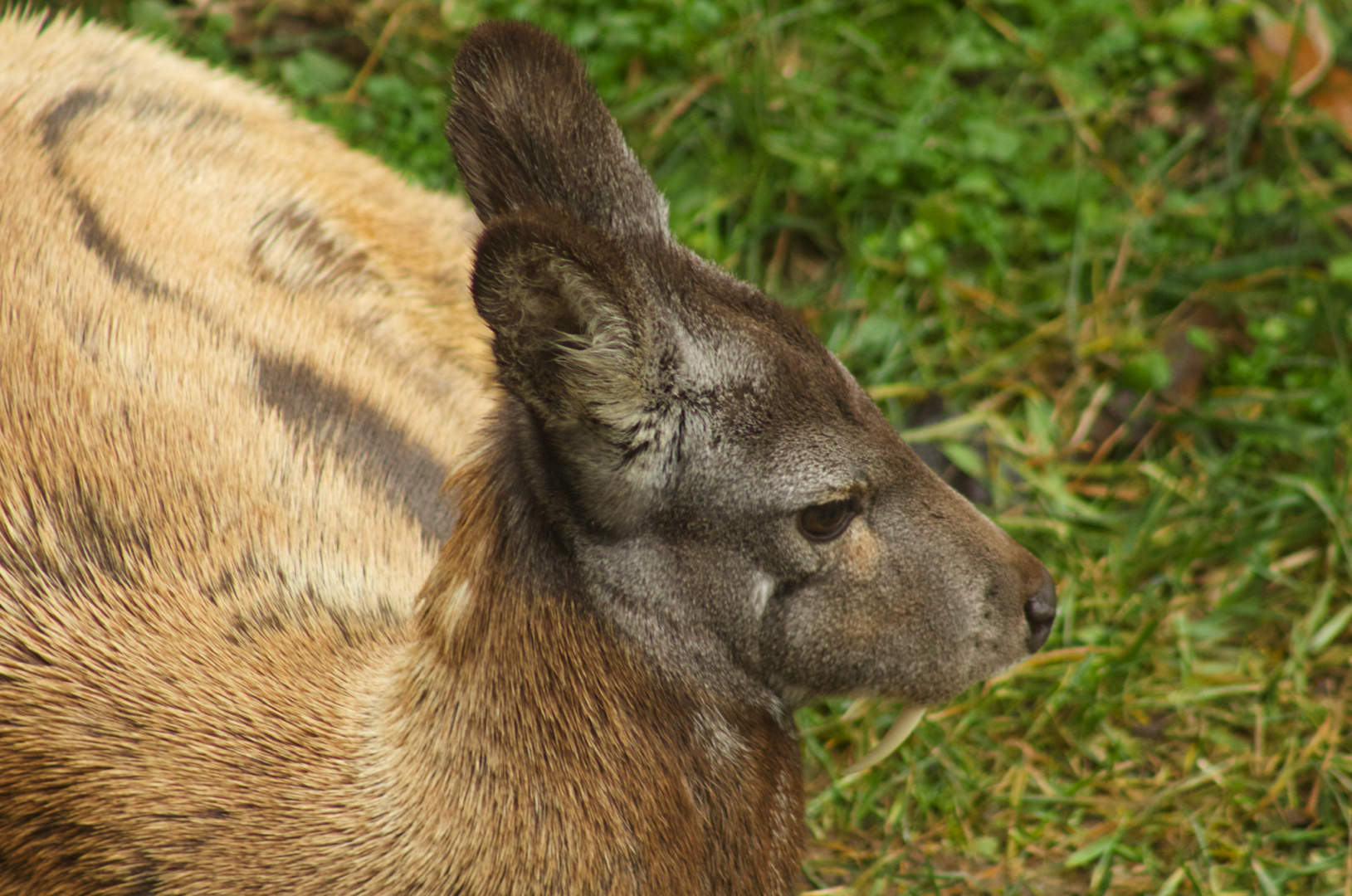 Jan. 2017 - Asia Quest - Siberian Musk Deer