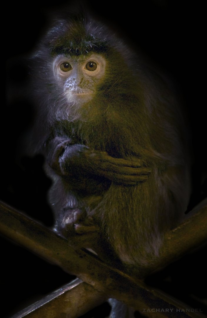 Jan. 2017 - Asia Quest - Silvery Leaf Langur