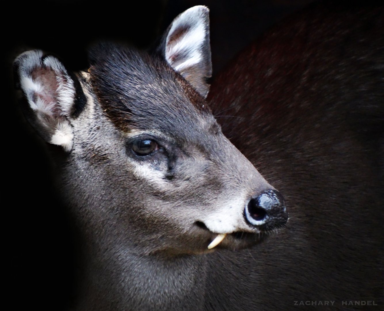 Jan. 2017 - Asia Quest - Tufted Deer
