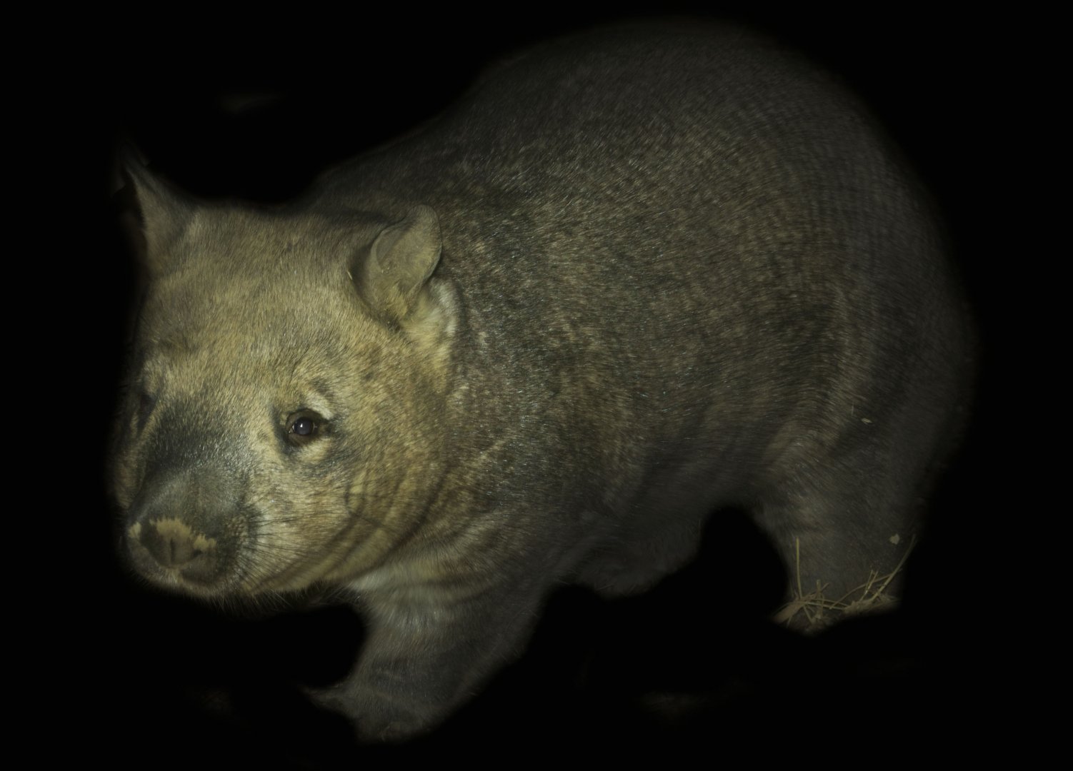 Jan. 2017 - Australia and the Islands - Roadhouse - Glen - Southern Hairy Nosed Wombat