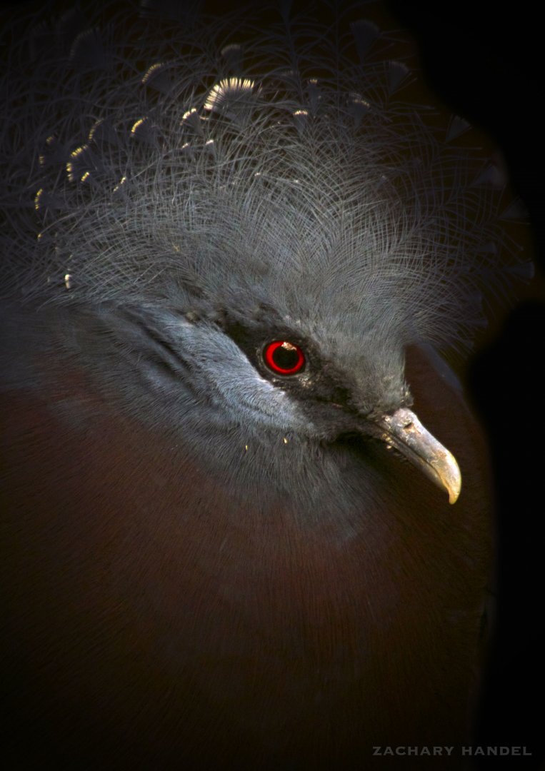 Jan. 2017 - Australia and the Islands - Victoria Crowned Pigeon