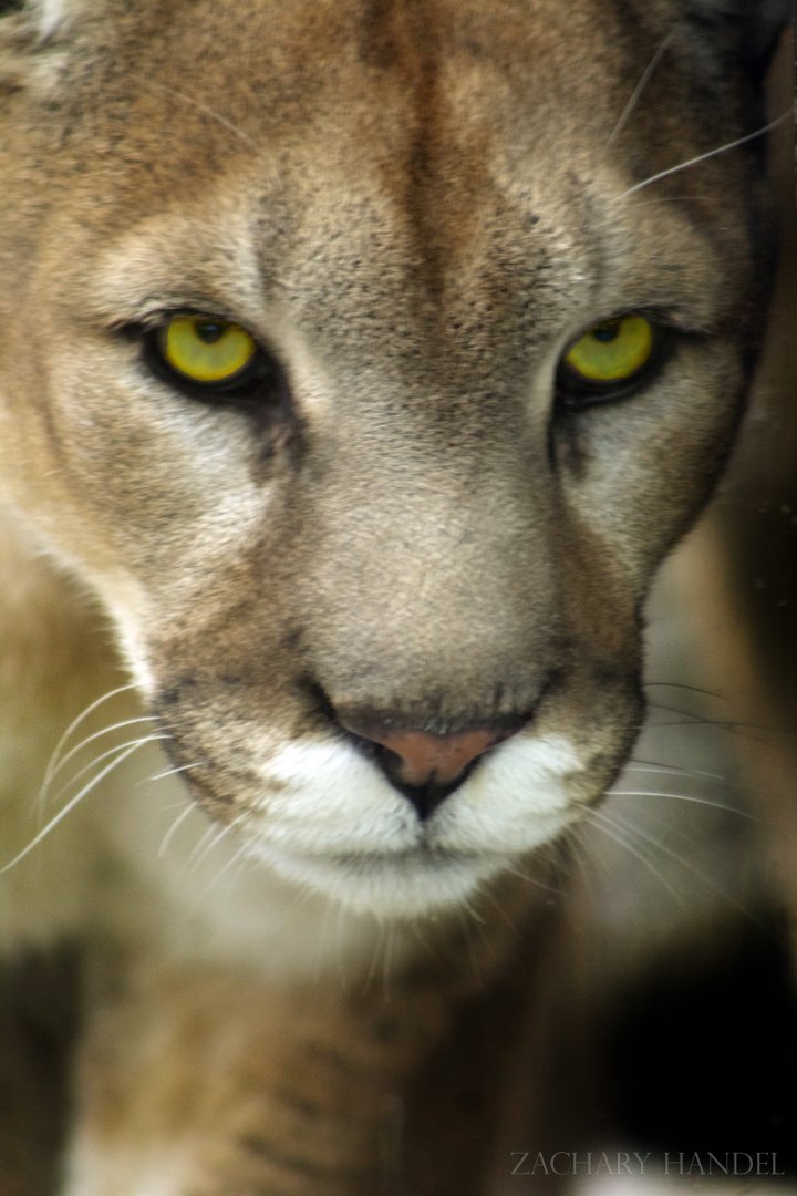 Jan. 2017 - Cat Canyon - Joseph