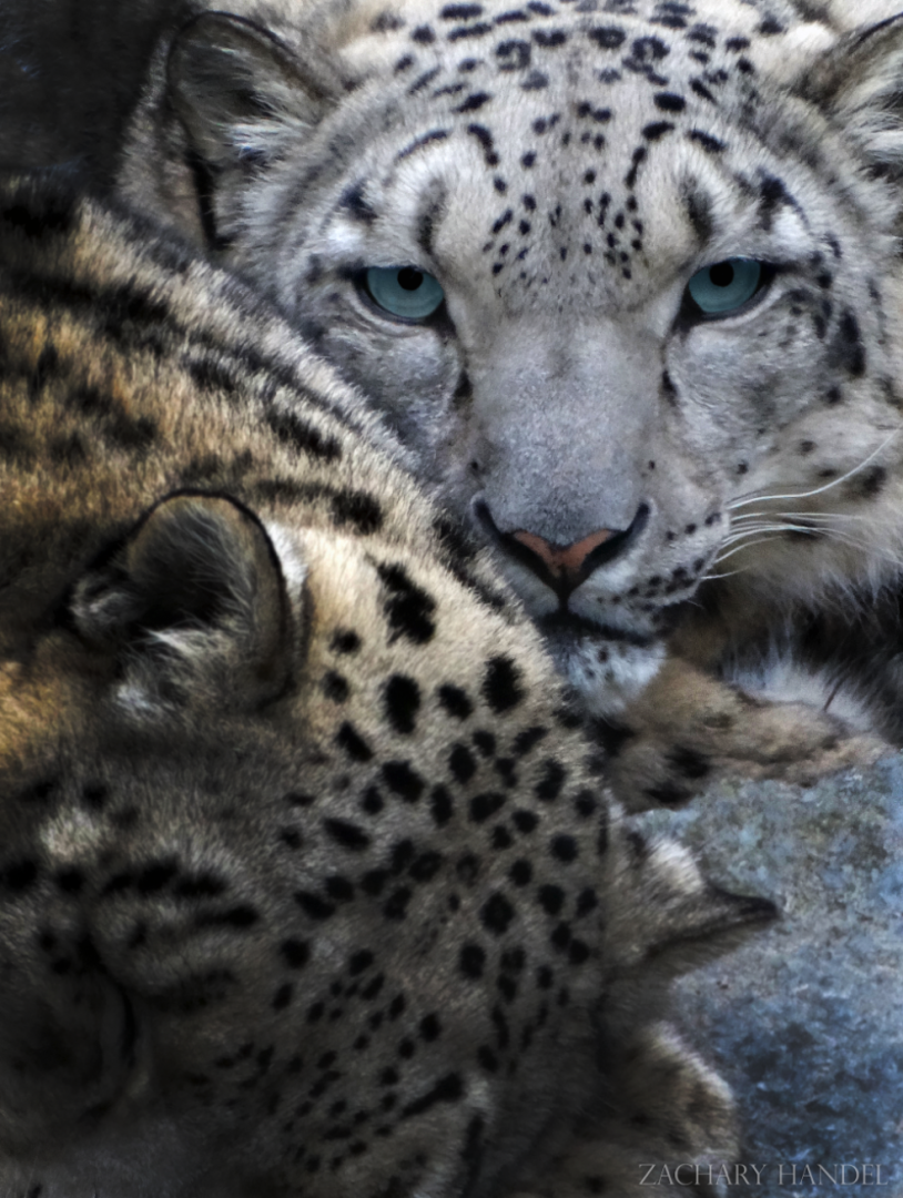 Jan. 2017 - Cat Canyon - Nubo and Renji