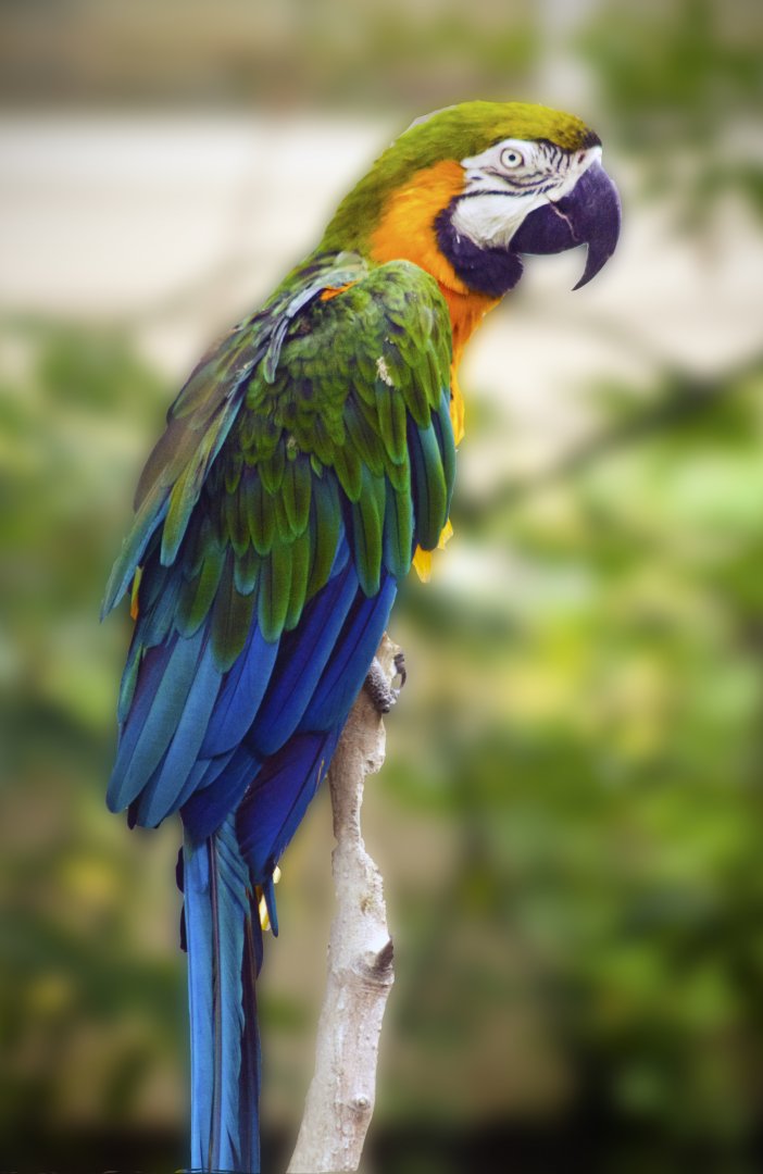 Jan. 2017 - Discovery Forest - Miligold Macaw