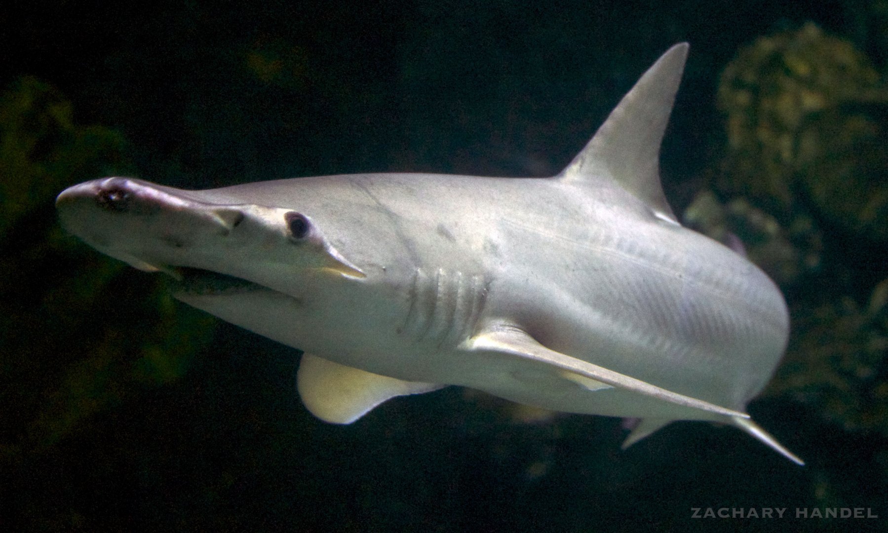 Jan. 2017 - Discovery Reef - Bonnethead